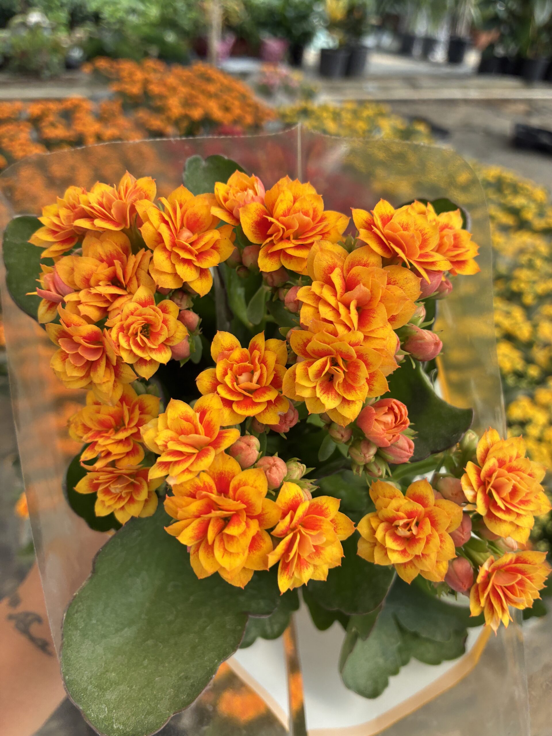 IMG_6310 Günbatımı Kalanşo Çiçeği (Kalanchoe blossfeldiana) - Görsel 1