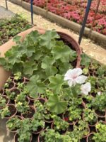 XXL Boy Pembeli Beyaz Sakız Sardunya Askılı (Pelargonium peltatum) - Görsel 2