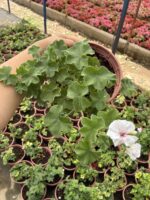 XXL Boy Pembeli Beyaz Sakız Sardunya Askılı (Pelargonium peltatum) - Görsel 3