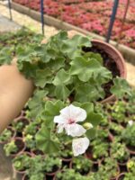 XXL Boy Pembeli Beyaz Sakız Sardunya Askılı (Pelargonium peltatum)