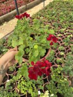 XXL Boy Yoğun Kırmızı Sakız Sardunya Askılı (Pelargonium peltatum) - Görsel 4