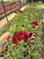 XXL Boy Yoğun Kırmızı Sakız Sardunya Askılı (Pelargonium peltatum) - Görsel 5