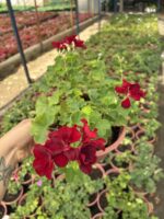 XXL Boy Yoğun Kırmızı Sakız Sardunya Askılı (Pelargonium peltatum) - Görsel 2