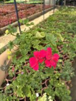 XXL Boy Fuşya Sakız Sardunya Askılı (Pelargonium peltatum)