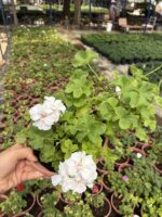 XXL Boy Saf Beyaz Sakız Sardunya Askılı (Pelargonium peltatum) - Görsel 3