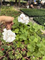 XXL Boy Saf Beyaz Sakız Sardunya Askılı (Pelargonium peltatum)