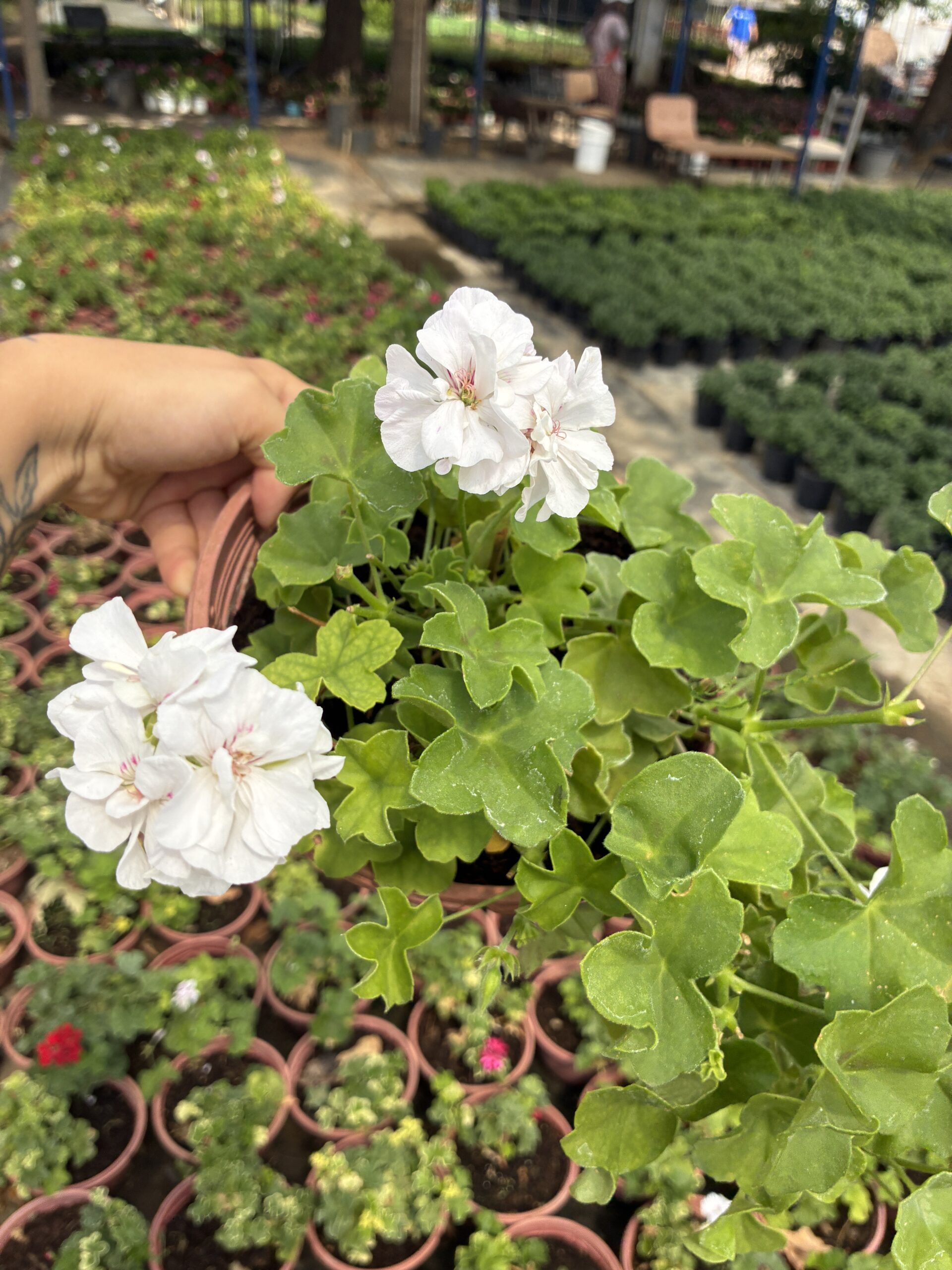 IMG_6798 XXL Boy Saf Beyaz Sakız Sardunya Askılı (Pelargonium peltatum) - Görsel 1