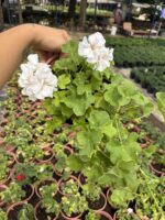 XXL Boy Saf Beyaz Sakız Sardunya Askılı (Pelargonium peltatum) - Görsel 2