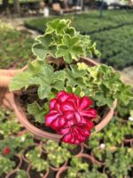 XXL Boy Beyazlı Kırmızı Sakız Sardunya Askılı (Pelargonium peltatum)