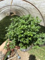 8’li Kasımpatı Seti (Chrysanthemum × morifolium) - Görsel 3
