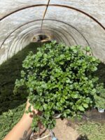 8’li Kasımpatı Seti (Chrysanthemum × morifolium) - Görsel 4