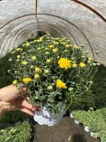 Altın Sarısı Kasımpatı (Chrysanthemum × morifolium) - Görsel 3