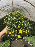 8’li Kasımpatı Seti (Chrysanthemum × morifolium) - Görsel 2