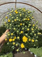 8’li Kasımpatı Seti (Chrysanthemum × morifolium)