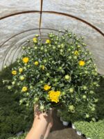 Altın Sarısı Kasımpatı (Chrysanthemum × morifolium) - Görsel 4