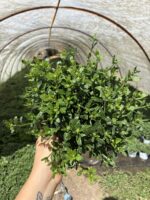 8’li Kasımpatı Seti (Chrysanthemum × morifolium) - Görsel 6