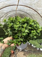 8’li Kasımpatı Seti (Chrysanthemum × morifolium) - Görsel 7