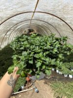 8’li Kasımpatı Seti (Chrysanthemum × morifolium) - Görsel 8