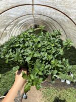 8’li Kasımpatı Seti (Chrysanthemum × morifolium) - Görsel 9