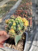 Şafak Baharı Aşılı Kaktüs - Görsel 4