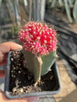 Pembe Taç Aşılı Kaktüs - Görsel 3