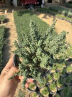 Kekik (Origanum vulgare) - Görsel 4