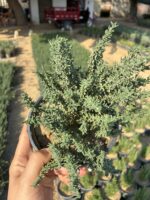 Kekik (Origanum vulgare)
