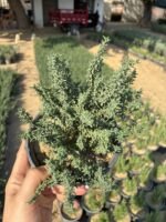 Kekik (Origanum vulgare) - Görsel 2