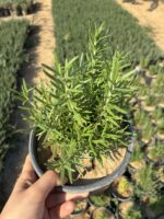Biberiye (Salvia rosmarinus) - Görsel 4