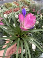 2’li Hava Çiçeği Seti (Tillandsia cyanea) - Görsel 9