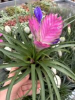 2’li Hava Çiçeği Seti (Tillandsia cyanea) - Görsel 6