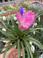 Pembe Hava Çiçeği (Tillandsia cyanea) - Görsel 4