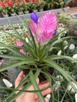 2’li Hava Çiçeği Seti (Tillandsia cyanea) - Görsel 8