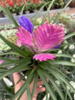 2’li Hava Çiçeği Seti (Tillandsia cyanea) - Görsel 7