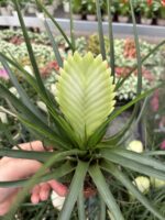2’li Hava Çiçeği Seti (Tillandsia cyanea) - Görsel 4