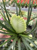 2’li Hava Çiçeği Seti (Tillandsia cyanea) - Görsel 5