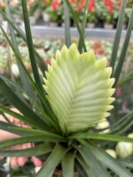 2’li Hava Çiçeği Seti (Tillandsia cyanea)