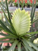 2’li Hava Çiçeği Seti (Tillandsia cyanea) - Görsel 2