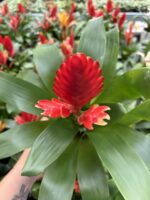 İkili Ateş Çiçeği Seti (Guzmania)