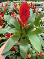 İkili Ateş Çiçeği Seti (Guzmania) - Görsel 3