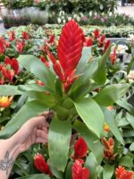 İkili Ateş Çiçeği Seti (Guzmania) - Görsel 4