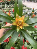 İkili Ateş Çiçeği Seti (Guzmania) - Görsel 6