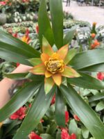 İkili Ateş Çiçeği Seti (Guzmania) - Görsel 5