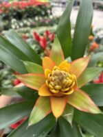 İkili Ateş Çiçeği Seti (Guzmania) - Görsel 7