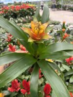 İkili Ateş Çiçeği Seti (Guzmania) - Görsel 8