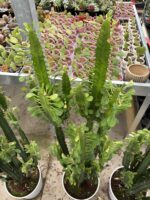 Afrika Süt Ağacı XXL (Euphorbia trigona) - Görsel 2