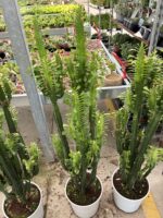 Afrika Süt Ağacı XXL (Euphorbia trigona)