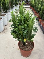 XL Boy Yeşil Afrika Süt Ağacı (Euphorbia trigona)