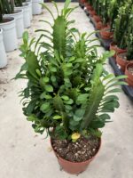 XL Boy Yeşil Afrika Süt Ağacı (Euphorbia trigona) - Görsel 2