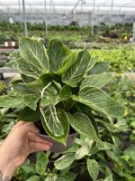 Birkin Salon Bitkisi (Philodendron ‘Birkin’) - Görsel 3